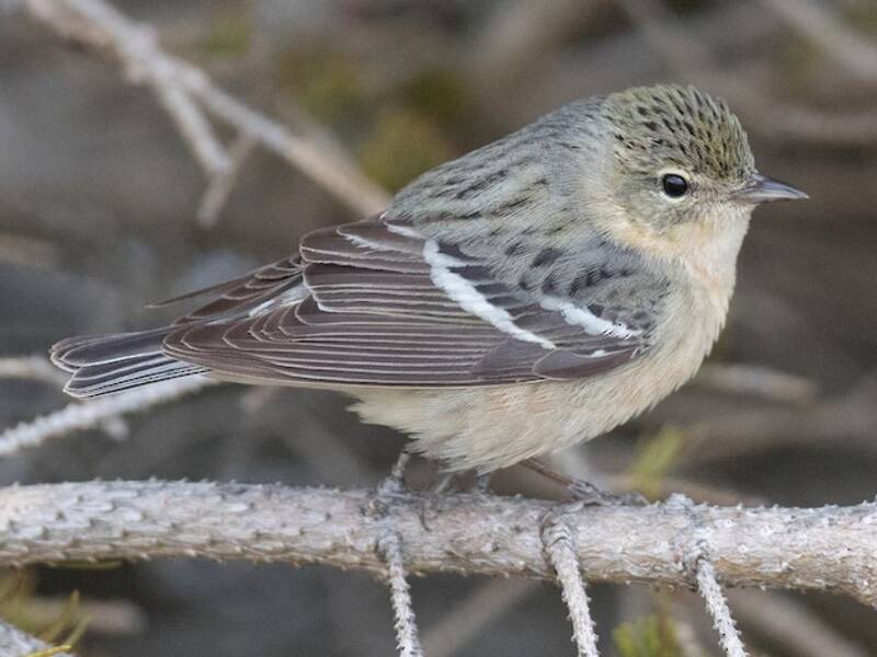 Bay-breasted Warbler