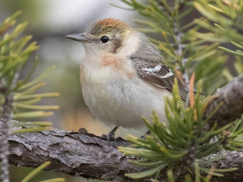 Bay-breasted Warbler, 照片 2