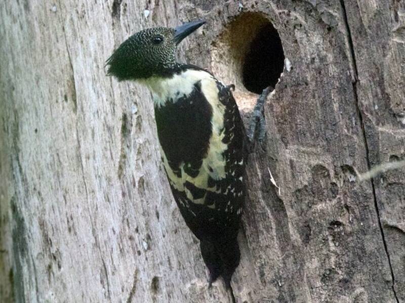 Black-and-buff Woodpecker, 照片 3