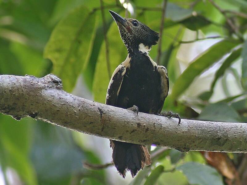Black-and-buff Woodpecker, 照片 4
