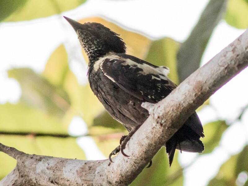 Black-and-buff Woodpecker