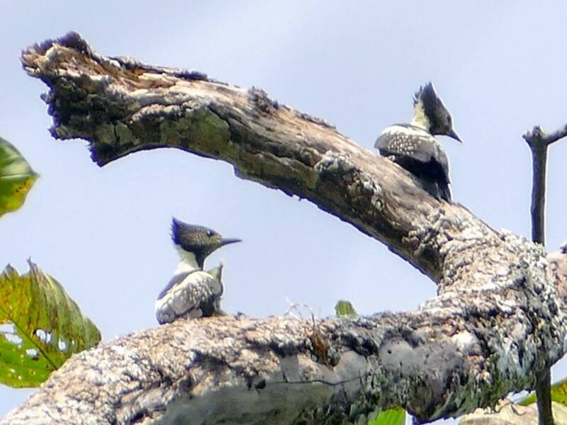 Black-and-buff Woodpecker, 照片 2