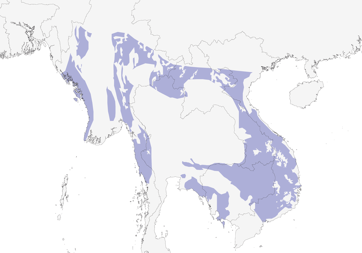Black-and-buff Woodpecker, 分布 1