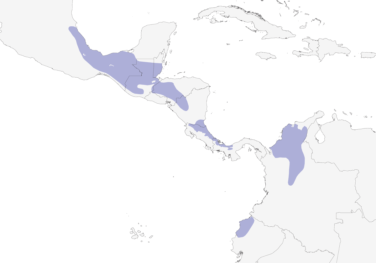 Troglodyte fascié, Distribution 1
