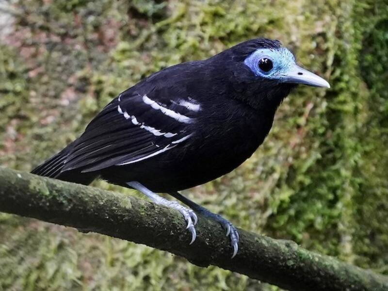 Nacktkopf-Ameisenvogel, Fotos 2