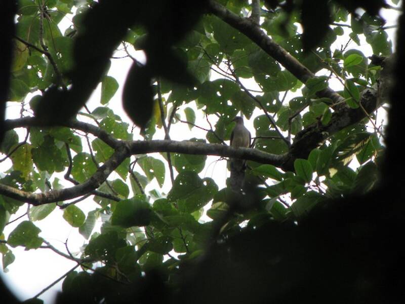 Tórtola cuco barrada, Fotos 4