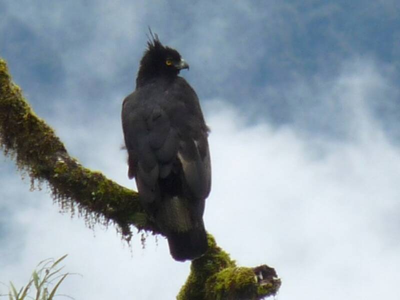 Águila negra y castaña, Fotos 3