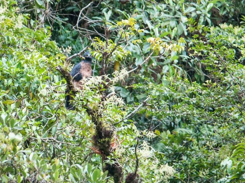 Águila negra y castaña, Fotos 4