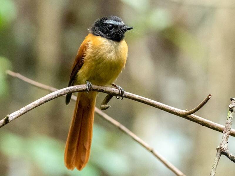 Black-and-cinnamon Fantail