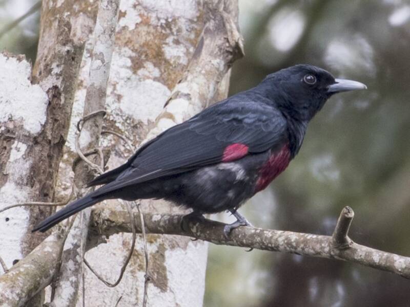 Black-and-crimson Oriole