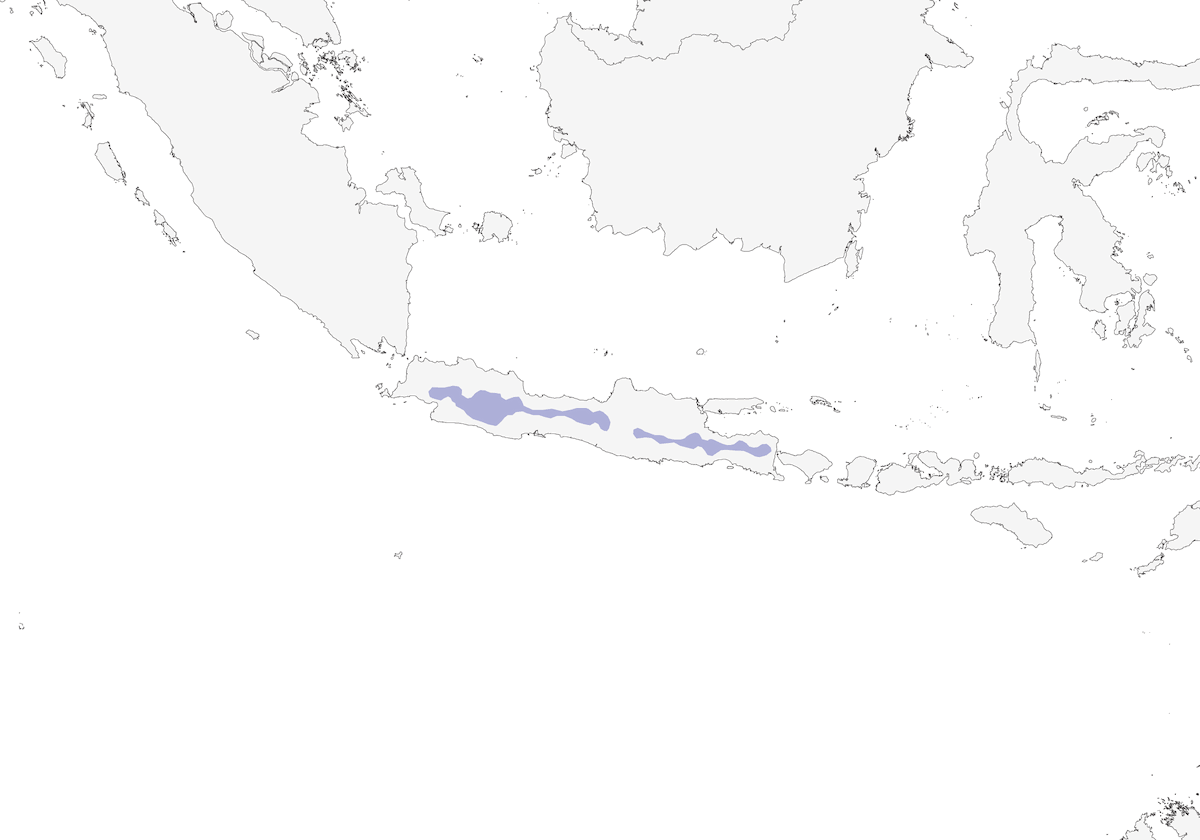 Oropéndola de Java, Distribución 1