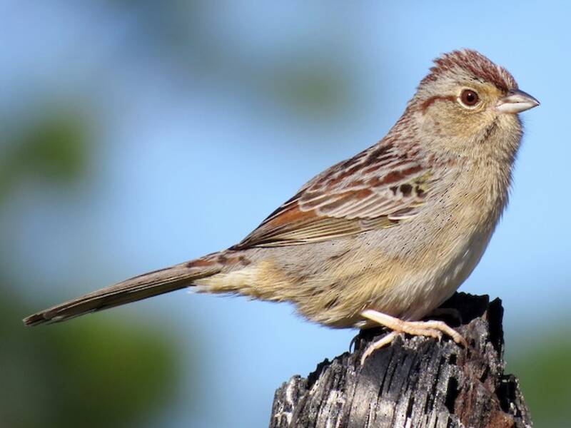 Bachman's Sparrow