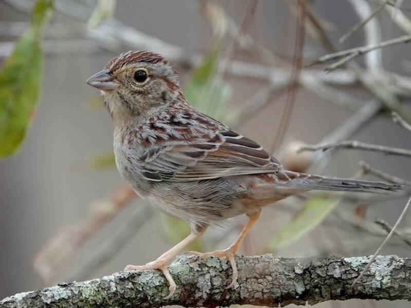 Bachman's Sparrow, 照片 4