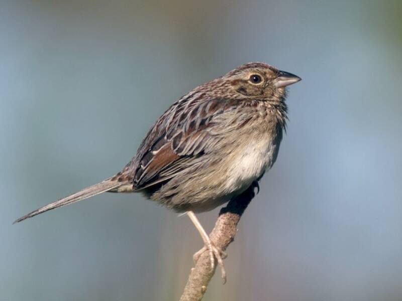 Bachman's Sparrow, 照片 3