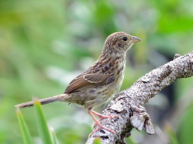 Bachman's Sparrow, 照片 2