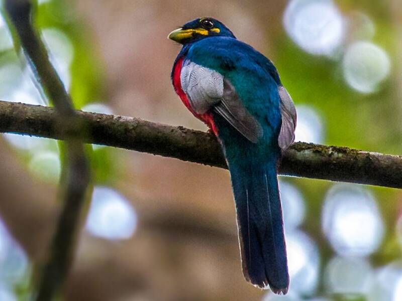 Trogon à joues nues, Photos 4