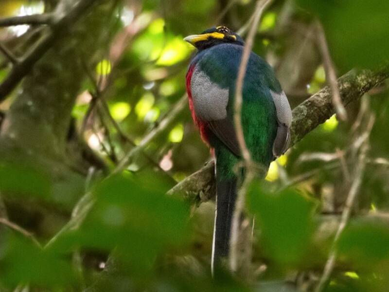 Trogon à joues nues, Photos 2