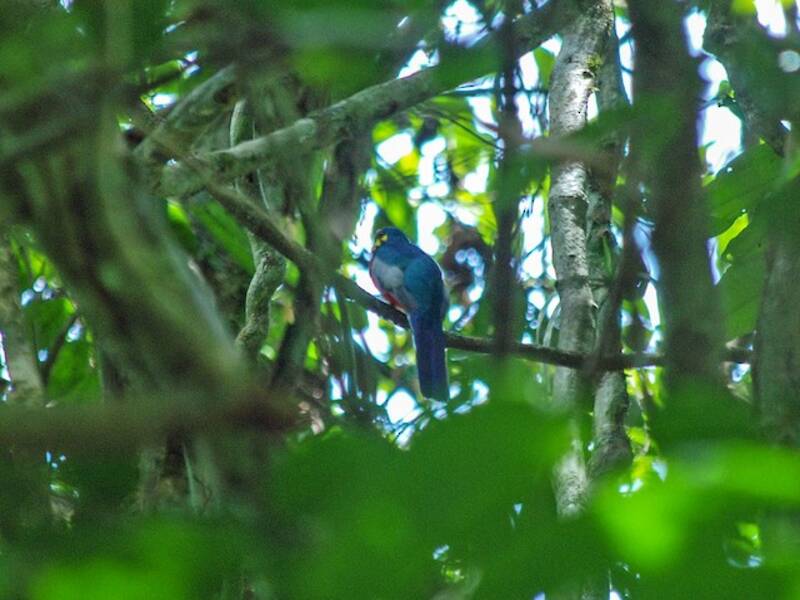 Trogon à joues nues, Photos 3