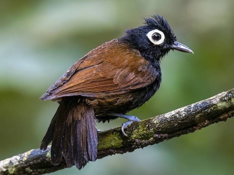 Nacktaugen-Ameisenvogel, Fotos 3