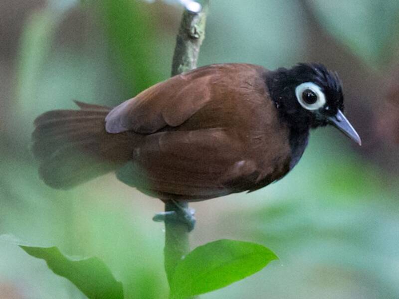 Nacktaugen-Ameisenvogel, Fotos 2