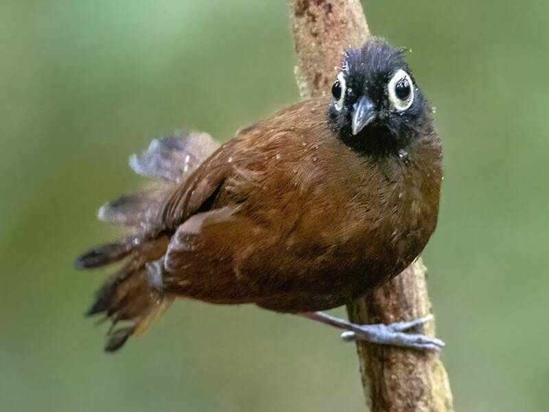 Nacktaugen-Ameisenvogel, Fotos 4