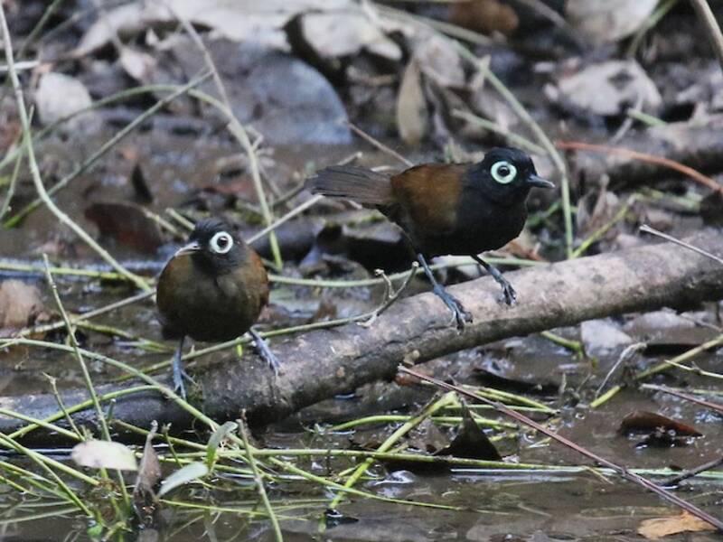 Bare-eyed Antbird