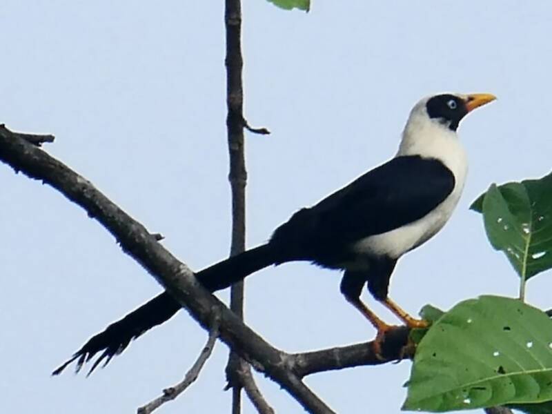 Nacktaugenmynah, Fotos 2