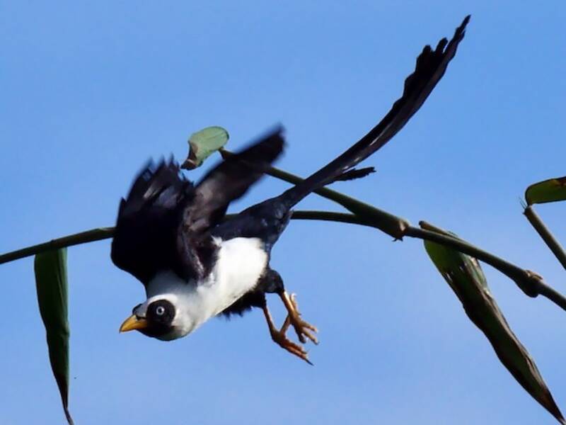 Nacktaugenmynah, Fotos 3