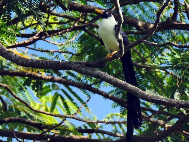Nacktaugenmynah, Fotos 4