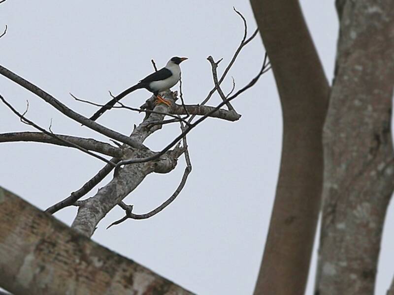 Nacktaugenmynah
