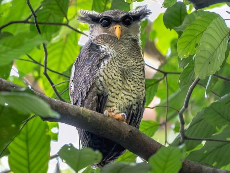 Barred Eagle-Owl, Photos 4