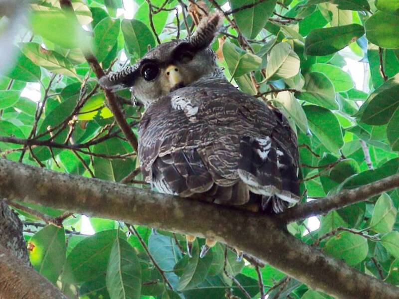 Barred Eagle-Owl, Photos 2