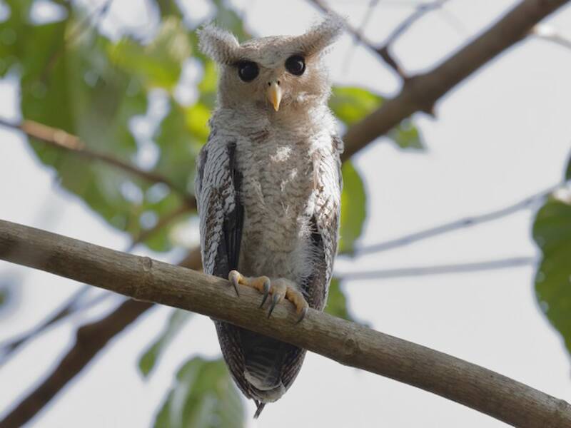 Barred Eagle-Owl, Photos 3