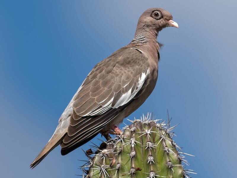 Bare-eyed Pigeon, 照片 3