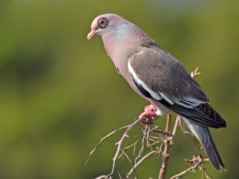 Bare-eyed Pigeon, 照片 4