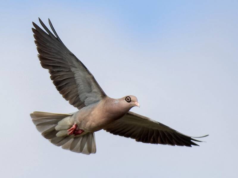 Bare-eyed Pigeon, 照片 2