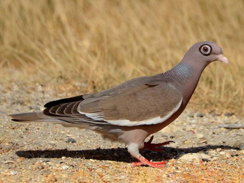Bare-eyed Pigeon