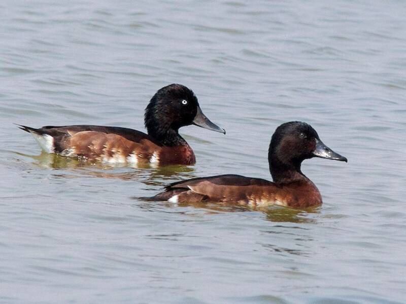 Baer's Pochard (Aythya baeri)