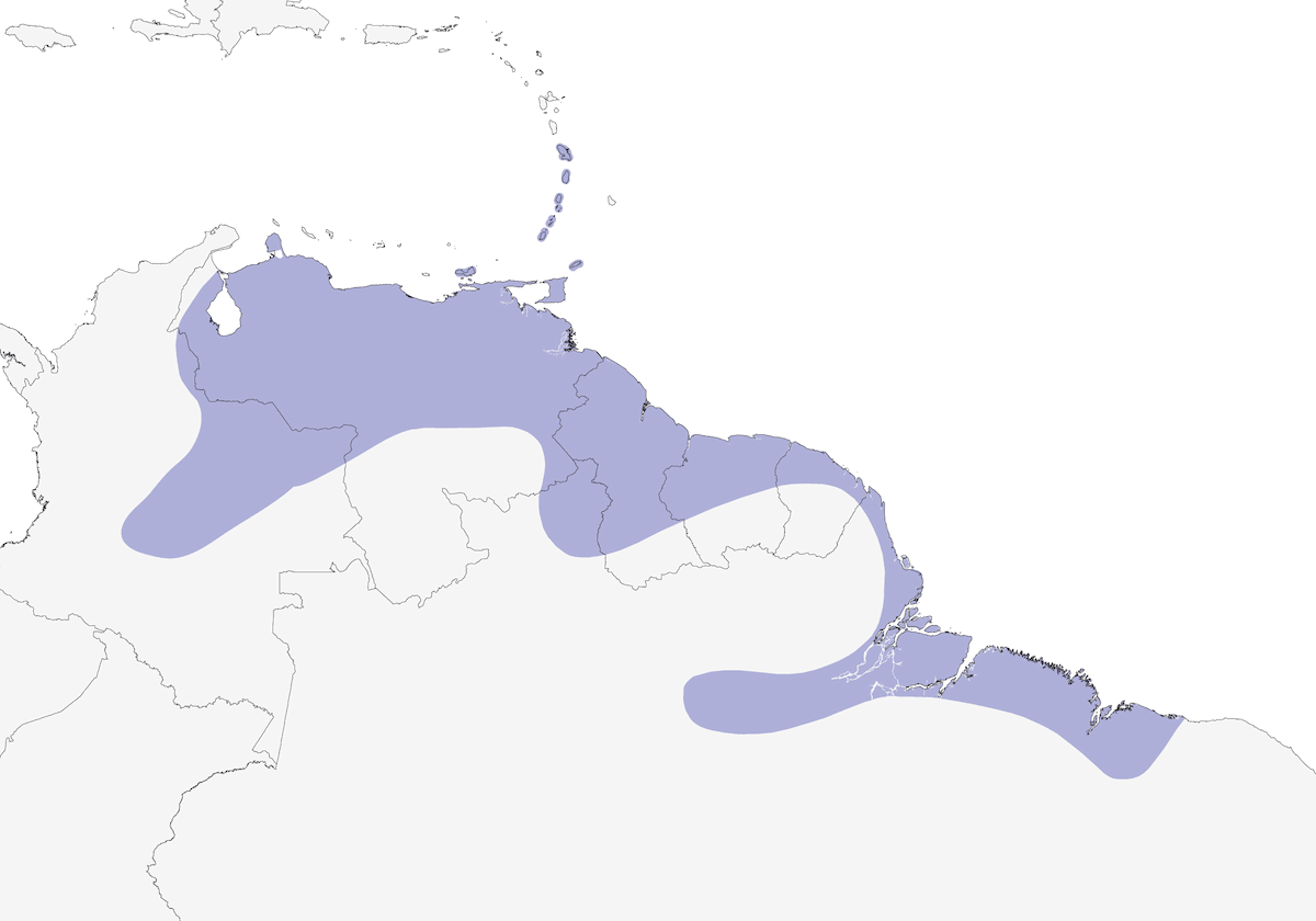 Zorzal Ojiblanco, Distribución 1