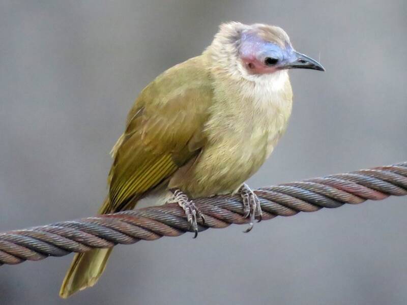 Bare-faced Bulbul, Photos 3