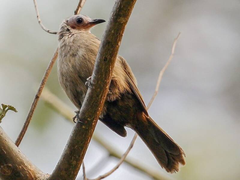 Bare-faced Bulbul, Photos 4