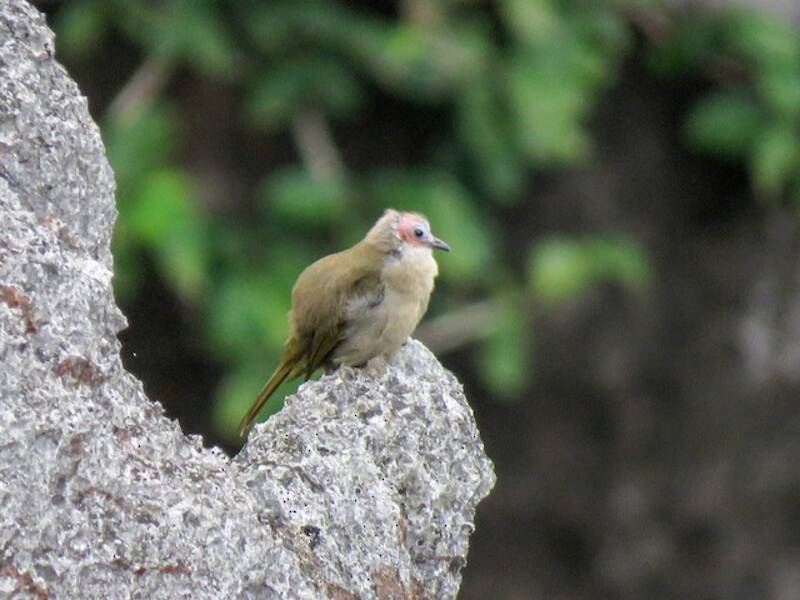 Bare-faced Bulbul, Photos 2