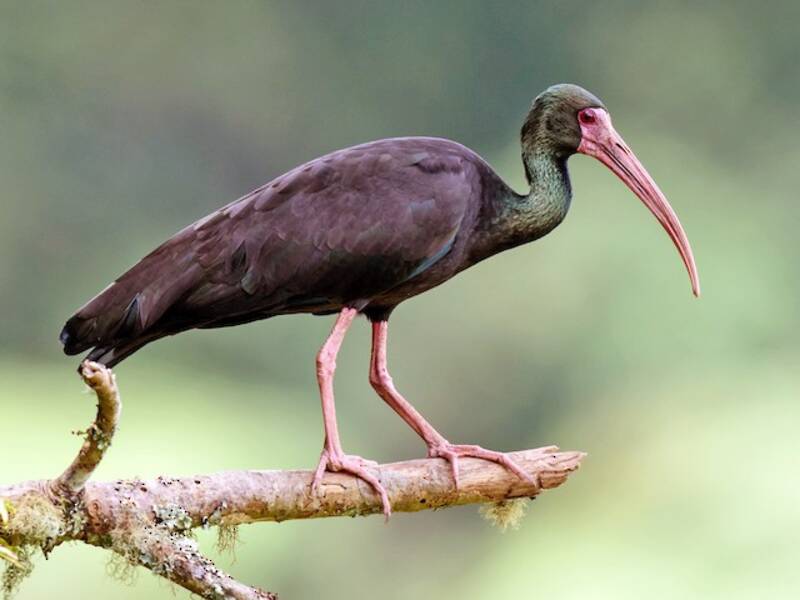 Bare-faced Ibis