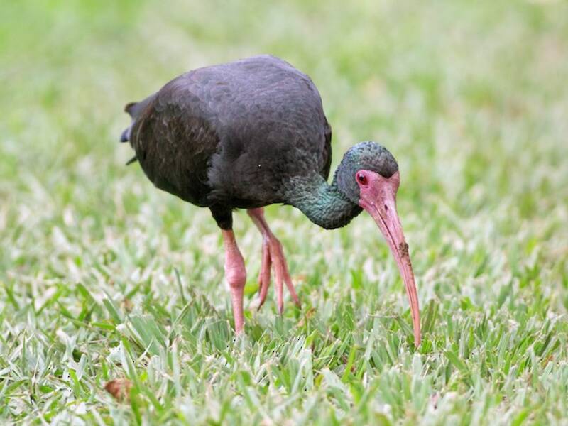 Bare-faced Ibis, 照片 3