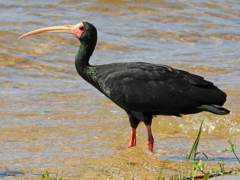 Bare-faced Ibis, 照片 2