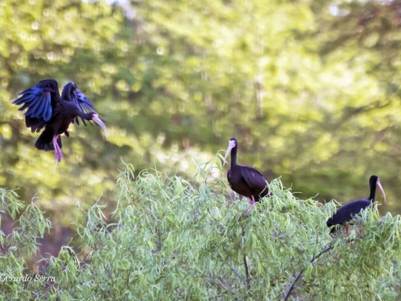 Bare-faced Ibis, 照片 4
