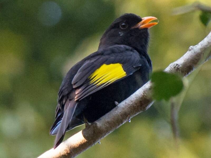 Black-and-gold Cotinga, 照片 3