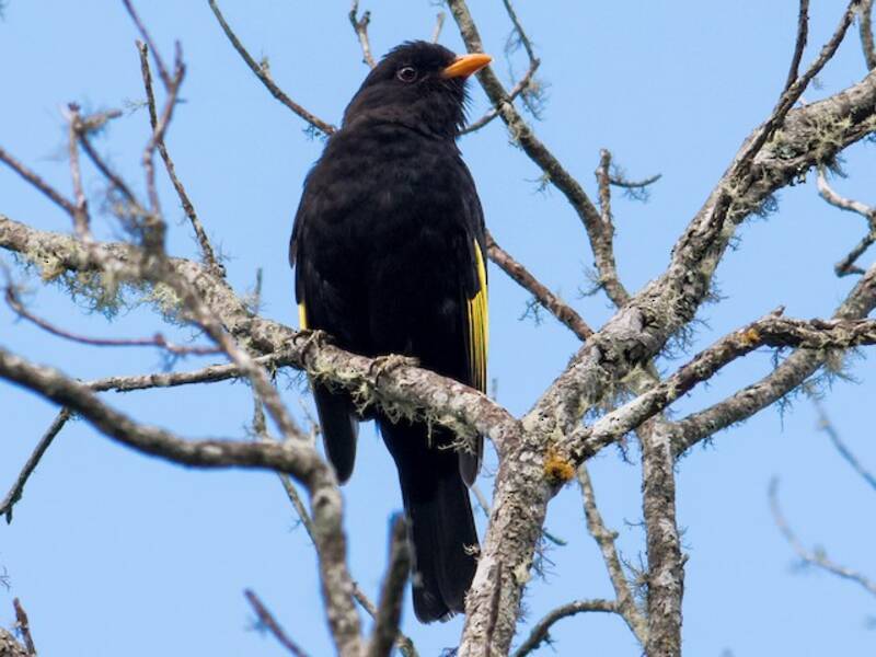 Black-and-gold Cotinga - Lipaugus ater