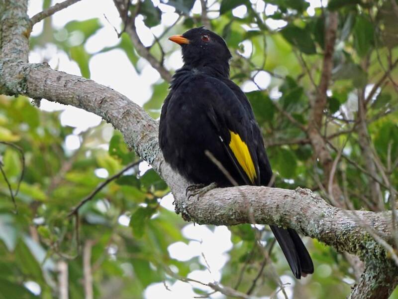 Black-and-gold Cotinga, 照片 4