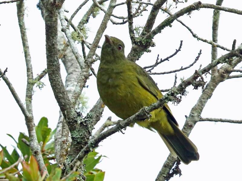 Black-and-gold Cotinga, 照片 2